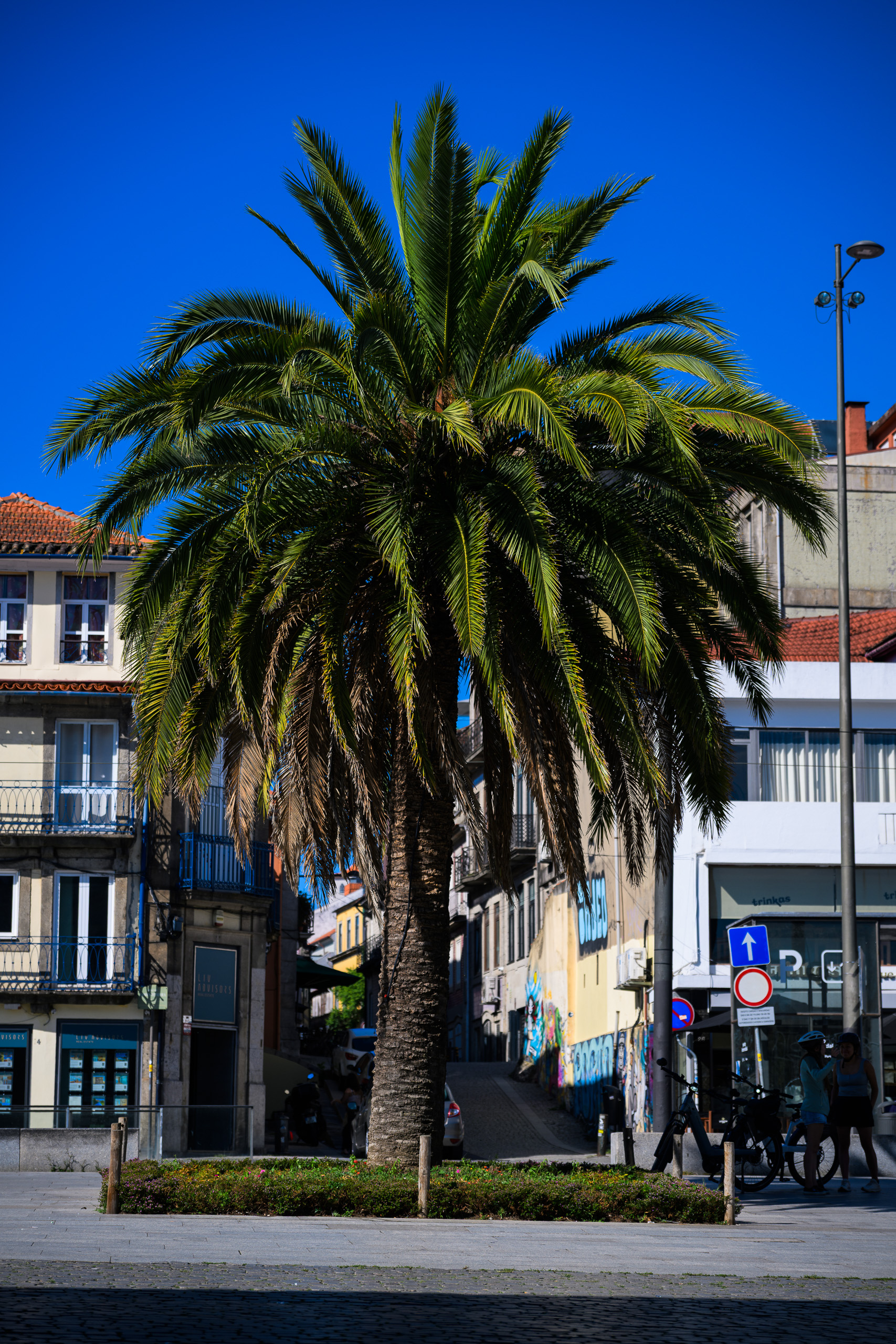 Palm ja Porto linnamajad puhta sinise taeva all — Vivid Travel presetiga.