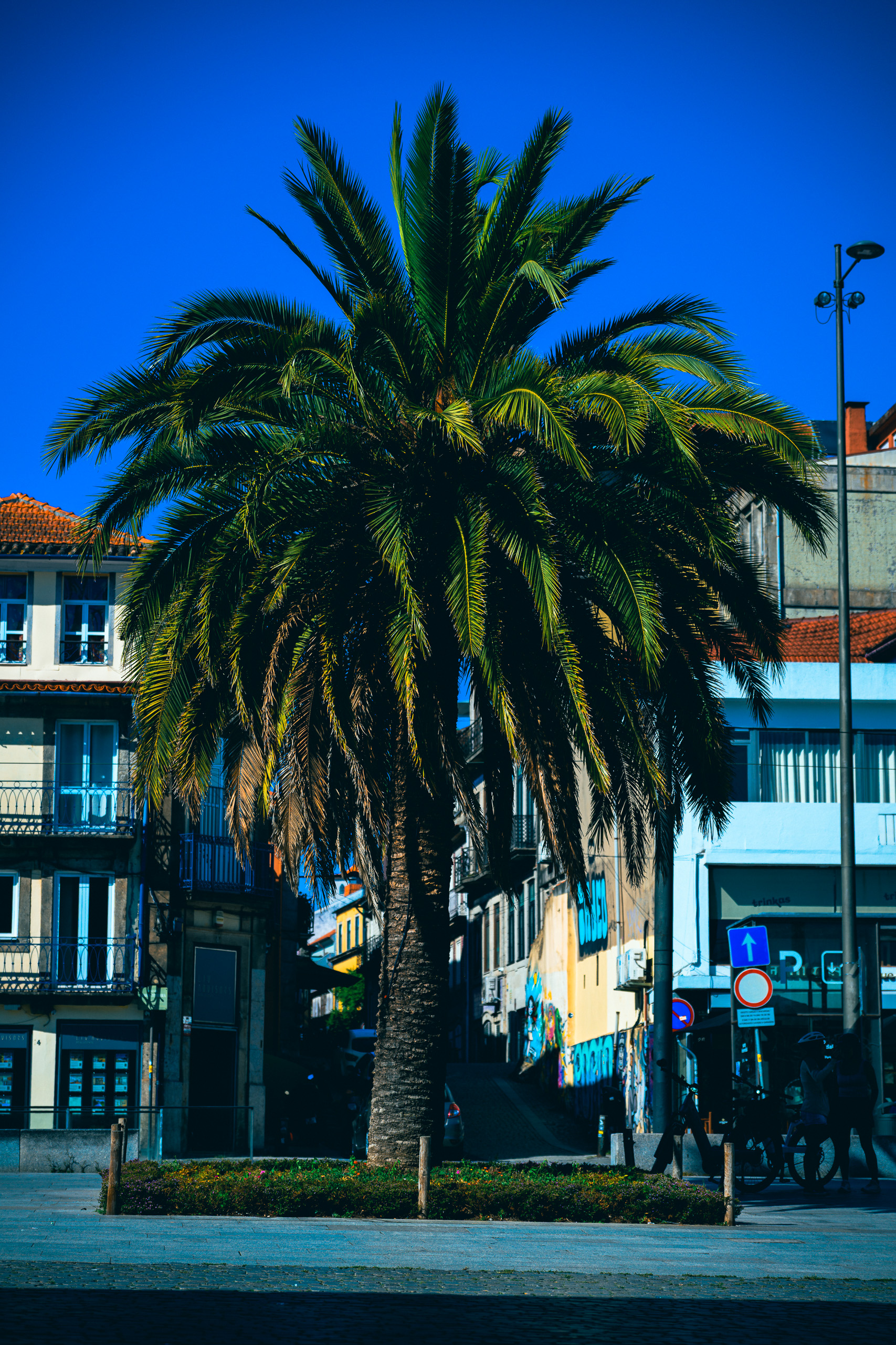 With preset. Porto palm, colourful city and clear blue sky — with the Mediterranean Chrome preset.