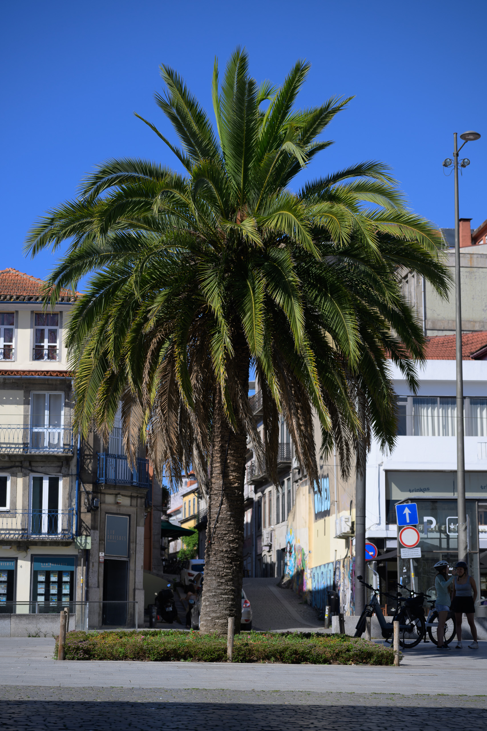 Before. Porto palm, colourful city and clear blue sky — before applying the preset.