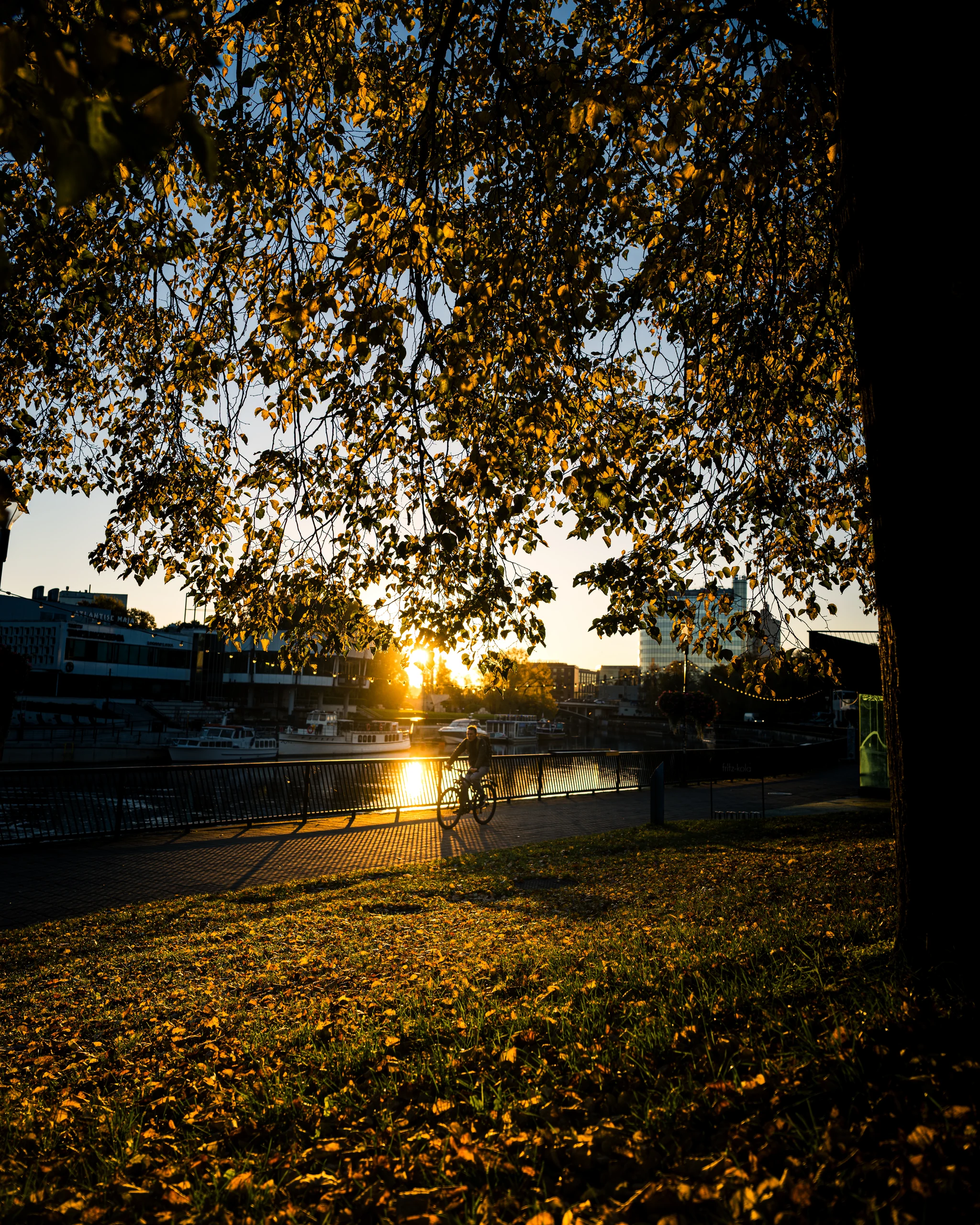 A cyclist beside the Emajõgi River in morning sunlight, framed by yellow leaves that also cover the ground.